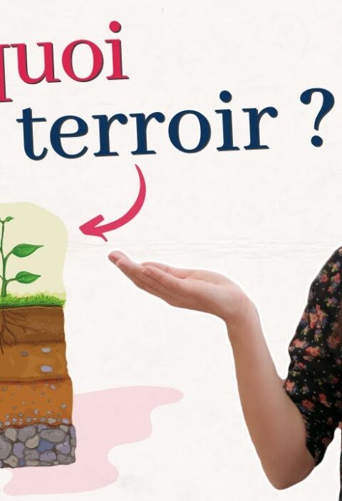 terroir des vins : une plongée au coeur de l’authenticité et de la tradition