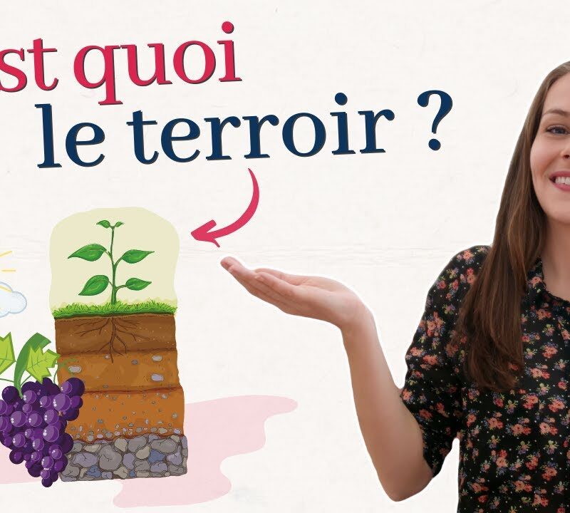 terroir des vins : une plongée au coeur de l’authenticité et de la tradition